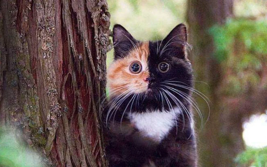 Gốc đánh giá truyện tranh Thiên Tài Bóng Đá Ashito Online