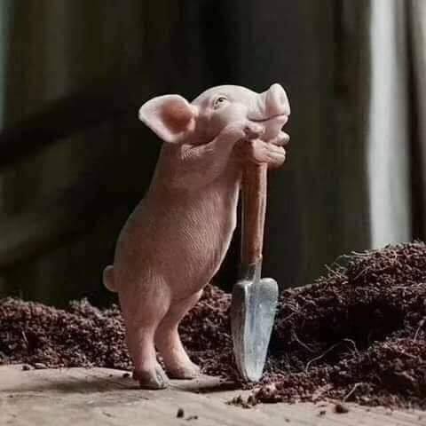 Tóm tắt truyện chữ Chủ công chi nam chủ vì cái gì ném không xong ( xuyên nhanh )  Novel Online