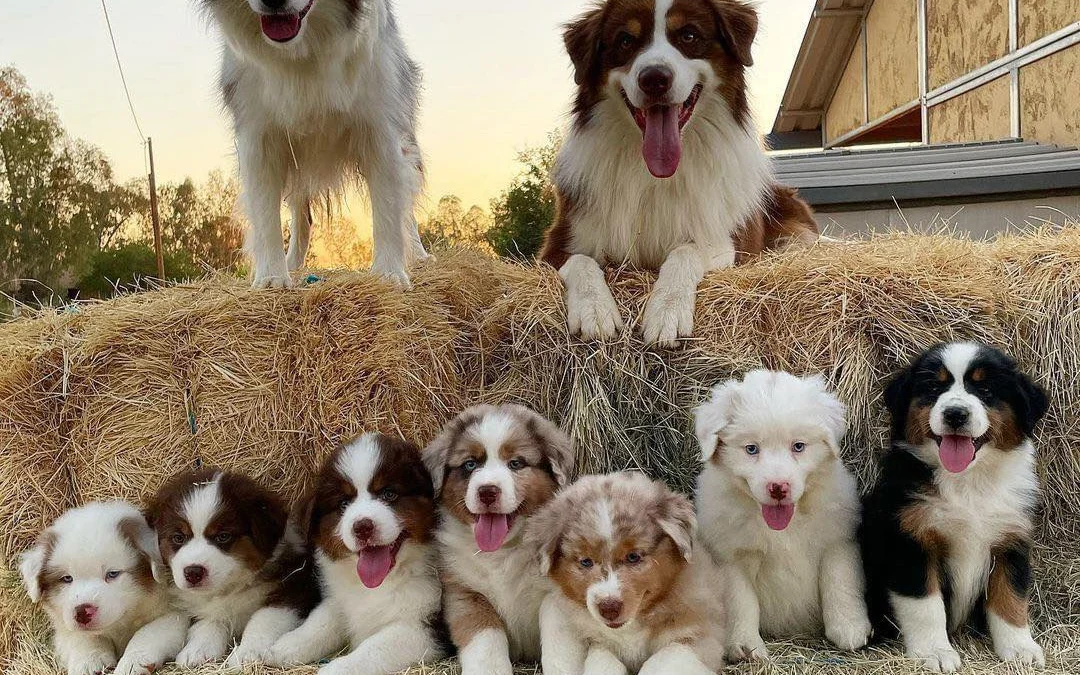 Review truyện tranh Cửa Hàng Đào Bảo Thông Tam Giới Online