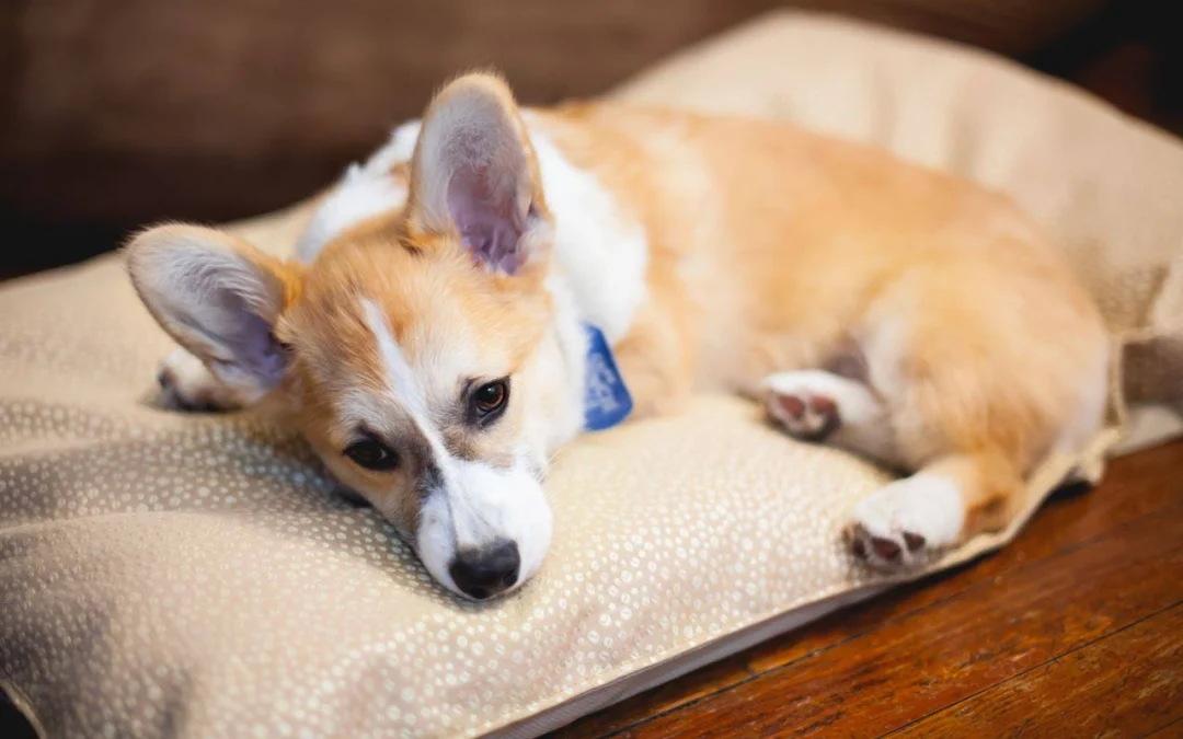 Gốc đánh giá truyện chữ Xuyên qua sau ta liêu tới rồi vạn nhân mê  Novel Online