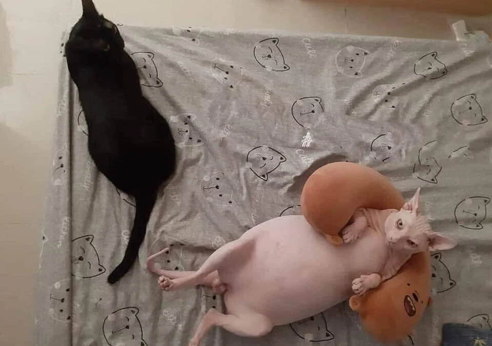 Tóm tắt truyện chữ [ Jujutsu Kaisen ] Ta muốn này thiền viện huyết mạch có gì dùng  Novel Online