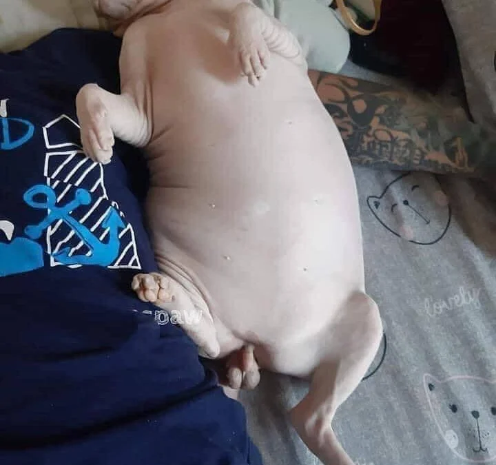 Thảo Luận truyện tranh My Home Hero Online