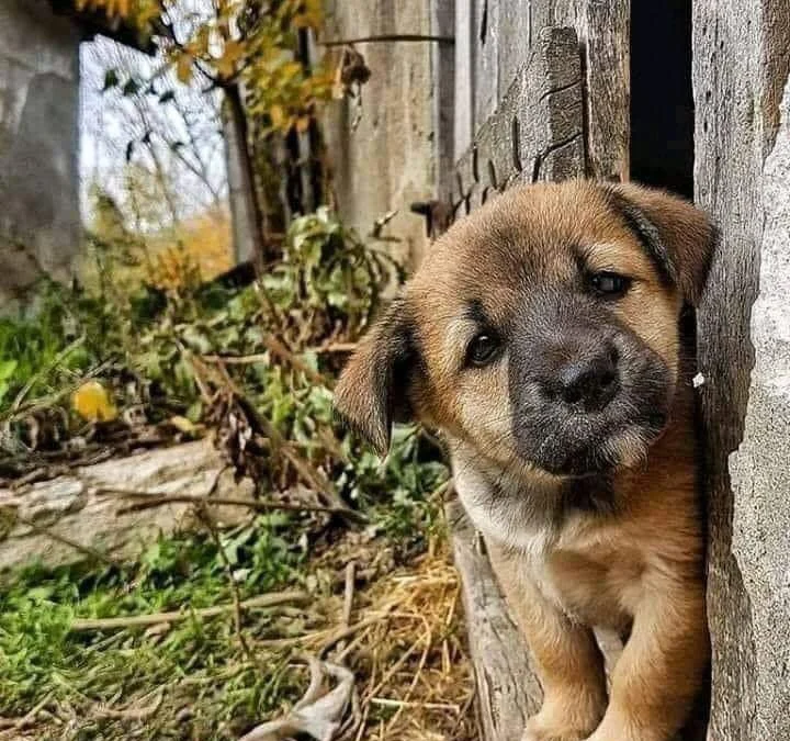 Thảo Luận truyện tranh Hyakka Mangekyou Online