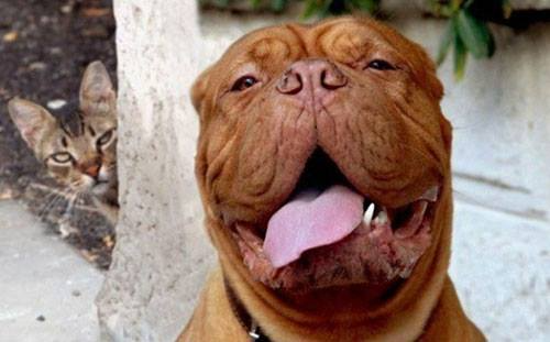 Review về  truyện chữ Nhiếp Chính Vương kiều dưỡng hoàng tử  Novel Online