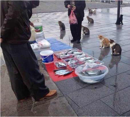 Review truyện tranh Vô Địch Từ Cưỡng Hôn Ma Nữ Online