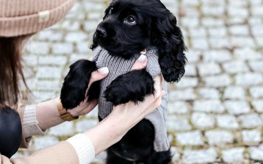 Gốc đánh giá truyện tranh Hôm Nay Từ Chối Lục Tiên Sinh Chưa? Online