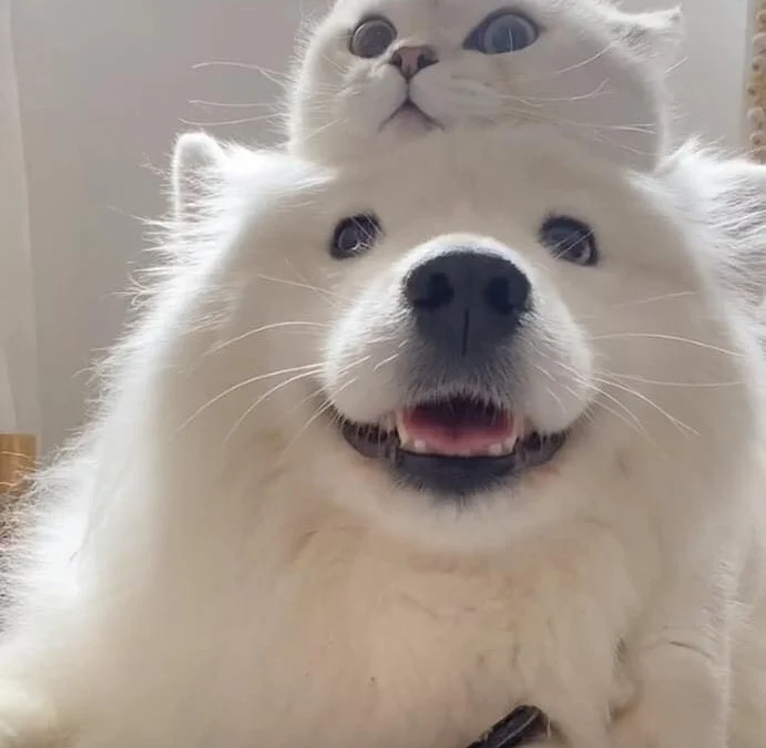 Review truyện tranh Ăn một bữa do cháu nấu đi mà Online