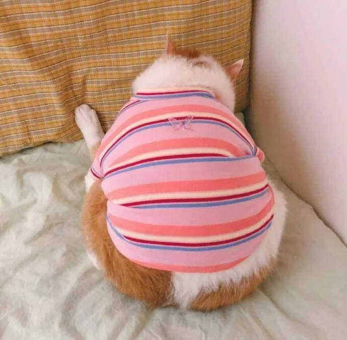 Gốc đánh giá truyện chữ Hỏi hương  Novel Online