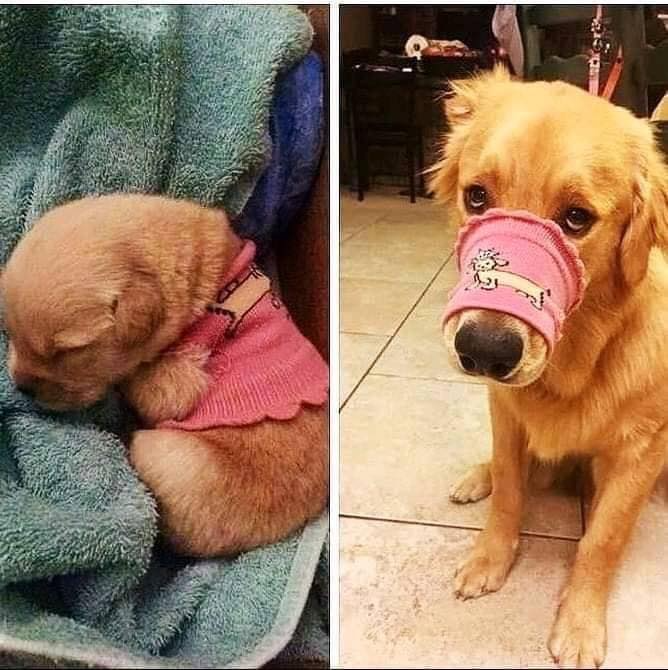 Review truyện tranh Boku No Kokoro Yabai Yatsu Online