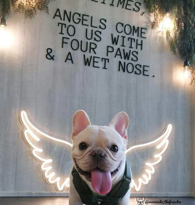 Review truyện tranh Boss Sát Thủ Dưỡng Hồ Yêu Online