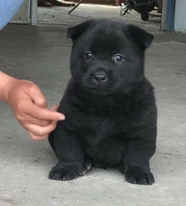 Gốc đánh giá truyện tranh Tôi Phải Làm Một Kẻ Đại Xấu Xa Online