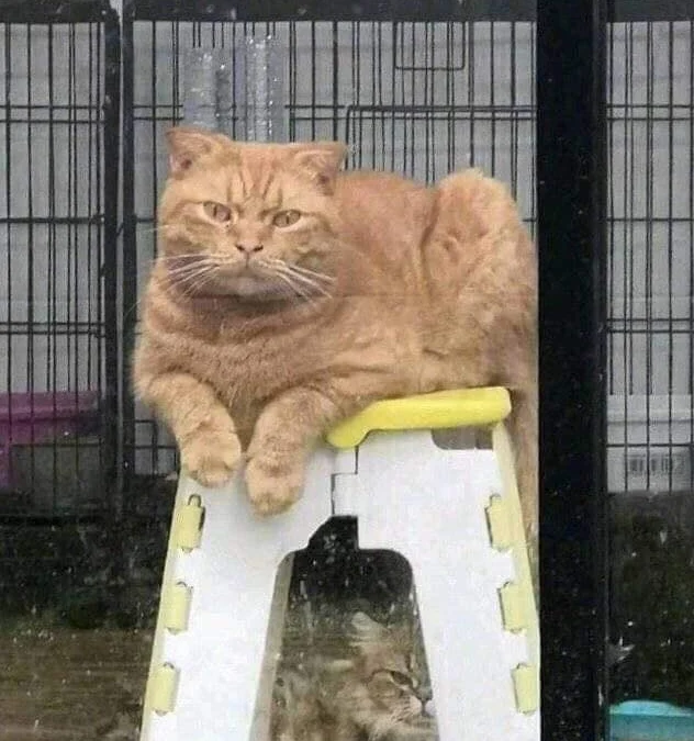 Ai Tóm tắt giúp truyện chữ Thanh mai kẹo sữa  Novel Online